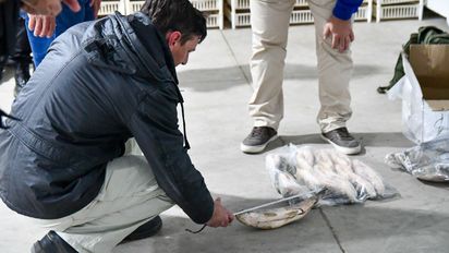 Río Paraná: la última reproducción exitosa de sábalos se dio hace 10 años