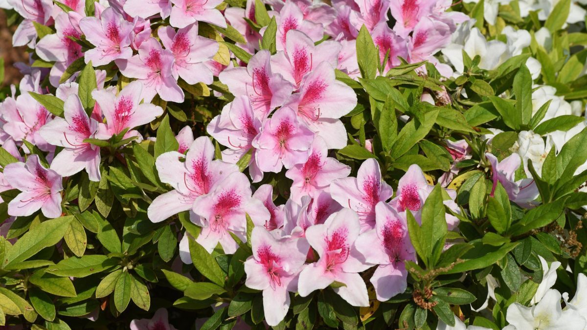 La floración abundante de las azaleas transforma patios y balcones en invierno. La floración abundante de las azaleas transforma patios y balcones en invierno.