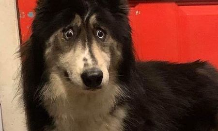 nadie queria adoptar a esta husky siberiana por su extrana mirada y ahora todos se enamoran de ella nadie queria adoptar a esta husky siberiana por su extrana mirada y ahora todos se enamoran de ella