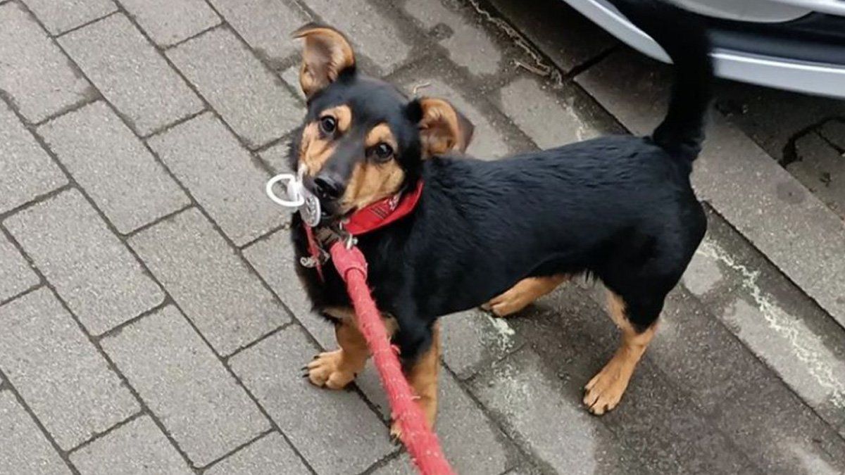 Liberan a Coco: el perro que quedó aislado en Ezeiza volverá a su casa