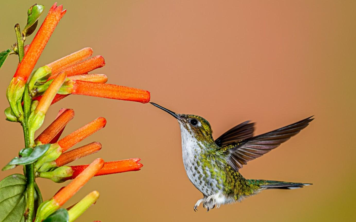 El colibrí es una de las aves más queridas por sus significados positivos y su belleza.