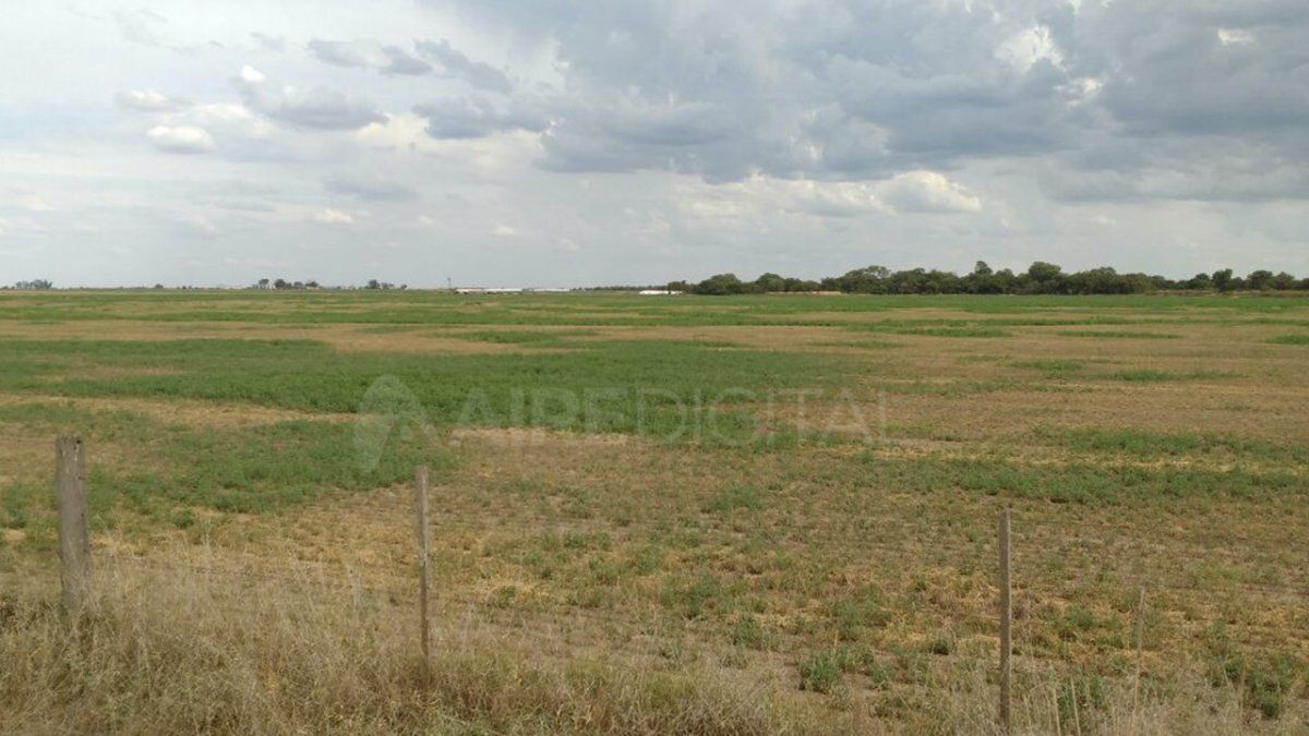 La sequía ralentiza la siembra de girasol y maíz y perjudica el desarrollo de los cultivos de trigo.