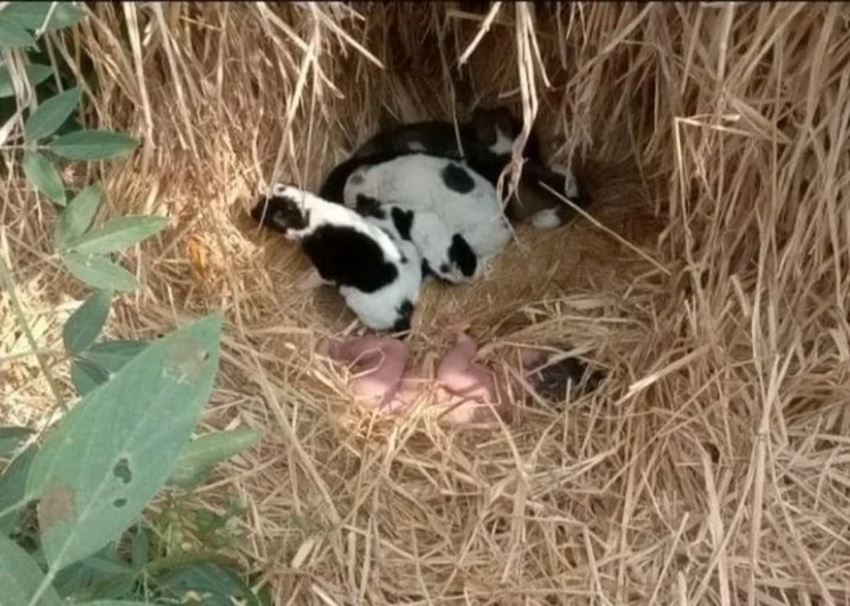 Los cachorros, junto a su madre, la arroparon a la bebé.