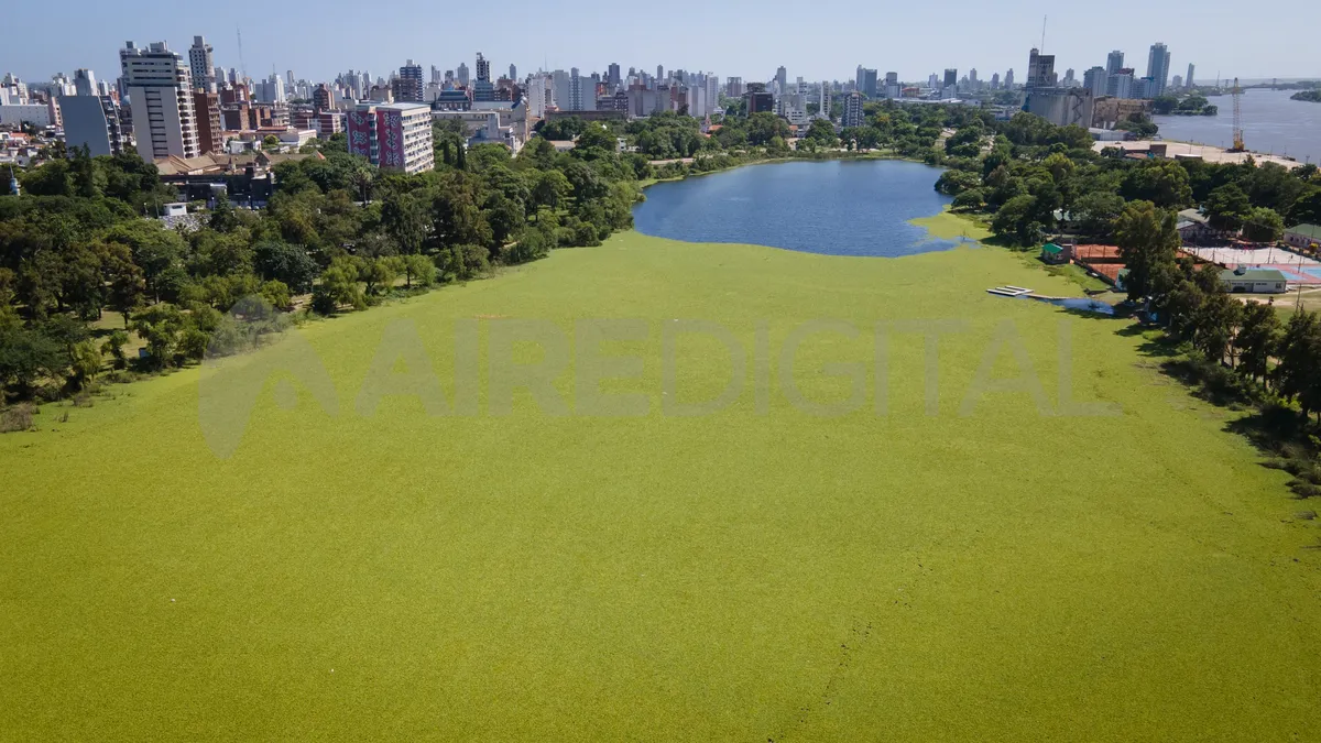 Los repollitos del agua coparon en casi su totalidad el lago del Parque del Sur. Los repollitos del agua coparon en casi su totalidad el lago del Parque del Sur.