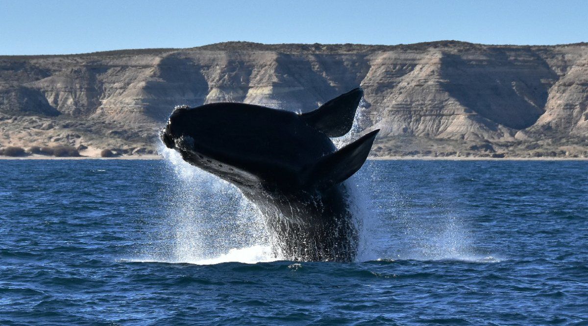 Su peso equivale al de 7 elefantes y su longitud a un colectivo y medio de larga distancia.