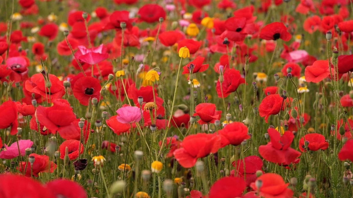 Las bajas temperaturas ayudan a fortalecer su crecimiento antes de la primavera. Las bajas temperaturas ayudan a fortalecer su crecimiento antes de la primavera.