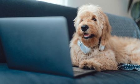 Los animales se han vuelto las nueva criaturas del siglo XXI. Los animales se han vuelto las nueva criaturas del siglo XXI.