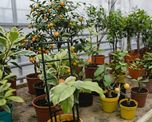 Este árbol es el secreto mejor guardado para tener un balcón perfumado todo el año. Este árbol es el secreto mejor guardado para tener un balcón perfumado todo el año.