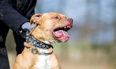 entro a robar a una casa en la plata, dos pitbull lo atacaron y murio entro a robar a una casa en la plata, dos pitbull lo atacaron y murio