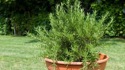 Cómo hacer para que la planta de romero esté siempre verde y firme