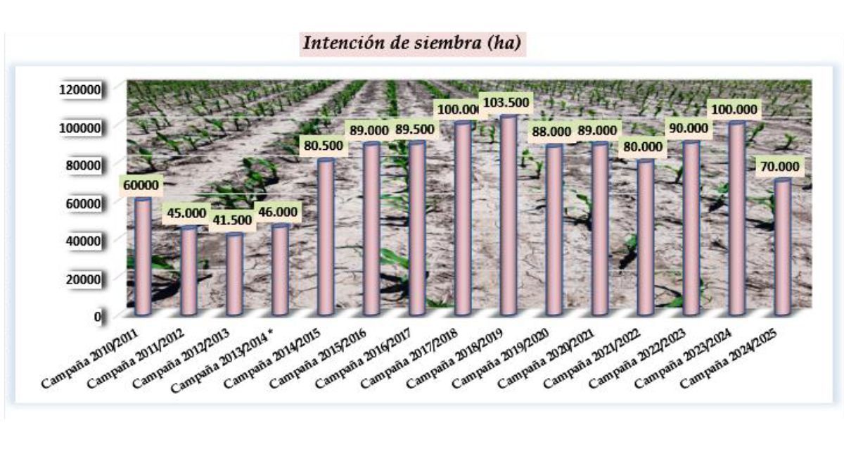 La proyección inicial anticipa la menor superficie desde la campaña 2014/15. Foto: SEA La proyección inicial anticipa la menor superficie desde la campaña 2014/15. Foto: SEA