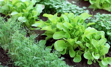 Sembrá este planta en primavera para cosechar verduras en solo unos meses. Sembrá este planta en primavera para cosechar verduras en solo unos meses.