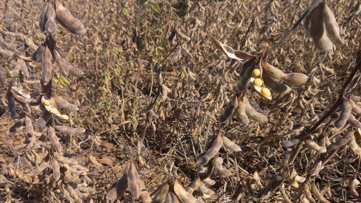 Santa Fe: las lluvias paralizan la cosecha de soja en el centro provincial