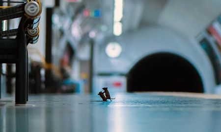 El fotógrafo Sam Rowley estuvo una semana tratando de fotografiar a los ratones que se ven en el sistema de subtes de Londres. El fotógrafo Sam Rowley estuvo una semana tratando de fotografiar a los ratones que se ven en el sistema de subtes de Londres.