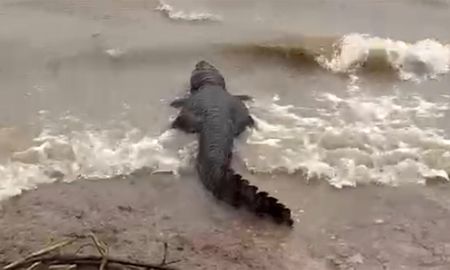 El yacaré negro no es una especie frecuente en la zona de Santa Fe. El yacaré negro no es una especie frecuente en la zona de Santa Fe.