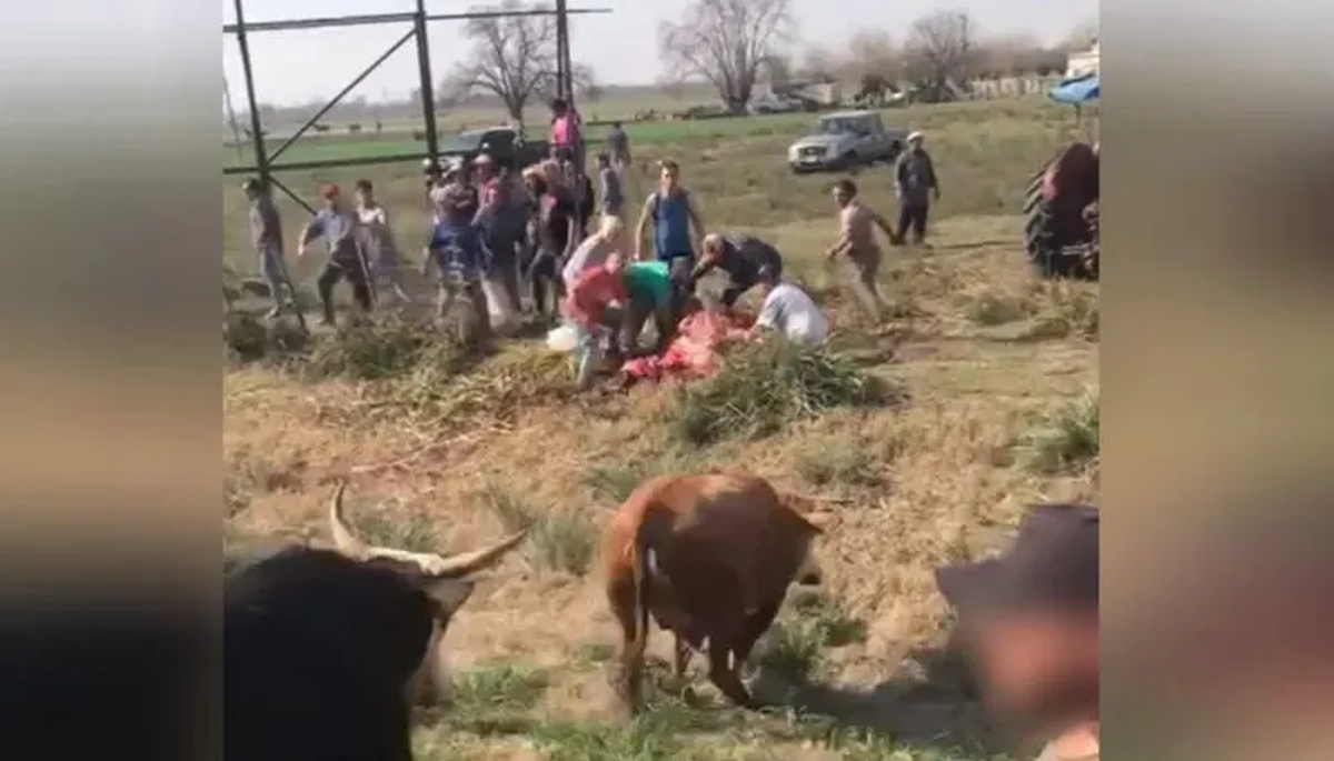 Chacabuco: volcó un camión en la ruta y los vecinos faenaron las vacas que transportaba