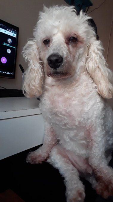 Viral: un perro pasó dos noches sin dormir para acompañar a su dueña con una “entrega de la facu”