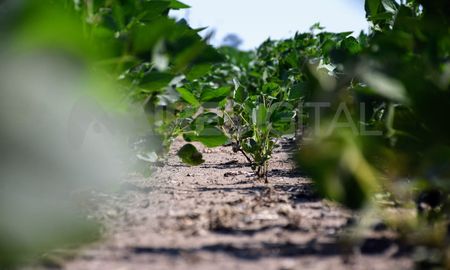 avanzo 12 puntos la cosecha de soja de primera en el centro y norte de santa fe avanzo 12 puntos la cosecha de soja de primera en el centro y norte de santa fe
