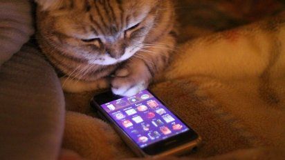 La app que convierte maullidos de gatos en palabras.