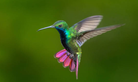 El increíble significado de que un colibrí entre a tu casa El increíble significado de que un colibrí entre a tu casa