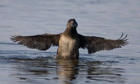 El pato que fue investigado porque aprendió a insultar a los humanos El pato que fue investigado porque aprendió a insultar a los humanos
