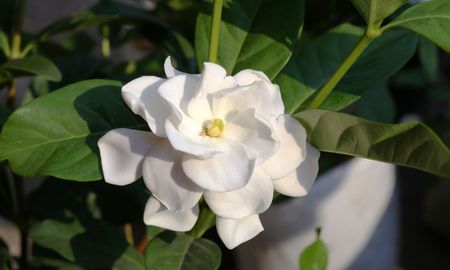 Con estos cuidados, el jazmín del cabo puede dar flores en interior. Con estos cuidados, el jazmín del cabo puede dar flores en interior.