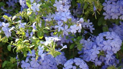 La planta que sobrevive a 40 grados y florece igual
