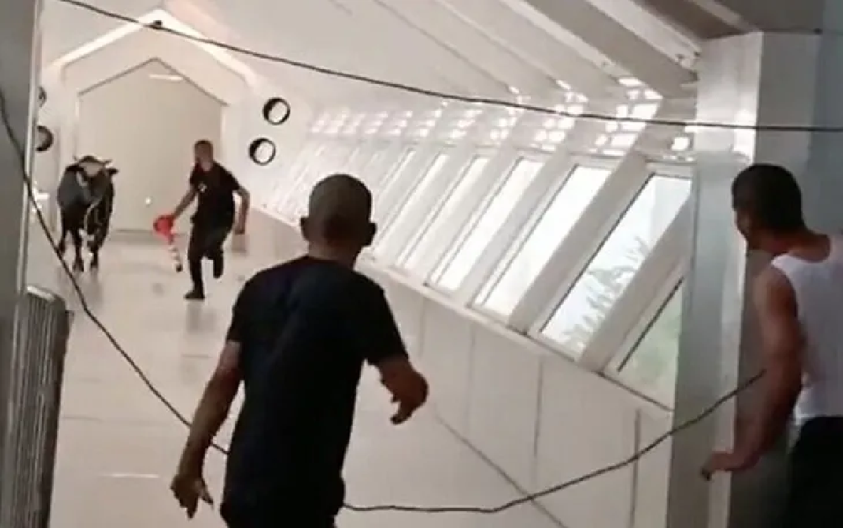 El animal pudo ser enlazado y controlado y no hubo víctimas ni daños.