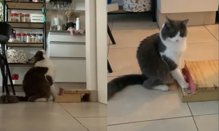 Limon el pequeño gatito que se volvió viral por tocar el piano; sus videos superan los millones de reproducciones Limon el pequeño gatito que se volvió viral por tocar el piano; sus videos superan los millones de reproducciones