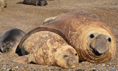 Los animales, en muchos casos crías, no lograron sobrevivir a la gripe aviar H5N1. Los animales, en muchos casos crías, no lograron sobrevivir a la gripe aviar H5N1.