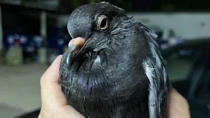 La insólita mensajera de Coronda: una paloma apareció con un celular atado a la pata