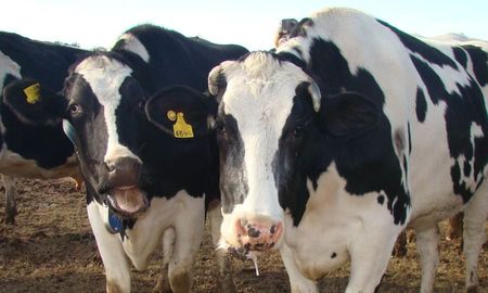 calor extremo: anticipan niveles criticos de estres termico para bovinos de carne y leche calor extremo: anticipan niveles criticos de estres termico para bovinos de carne y leche