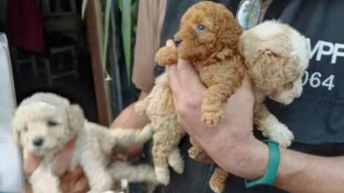 Entre los perros encontrados había cachorros escondidos en un placard, hembras adultas y tres caniches en avanzado estado de preñez. Entre los perros encontrados había cachorros escondidos en un placard, hembras adultas y tres caniches en avanzado estado de preñez.