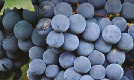 la bonarda no deja de sorprender y de ofrecer vinos de alta calidad