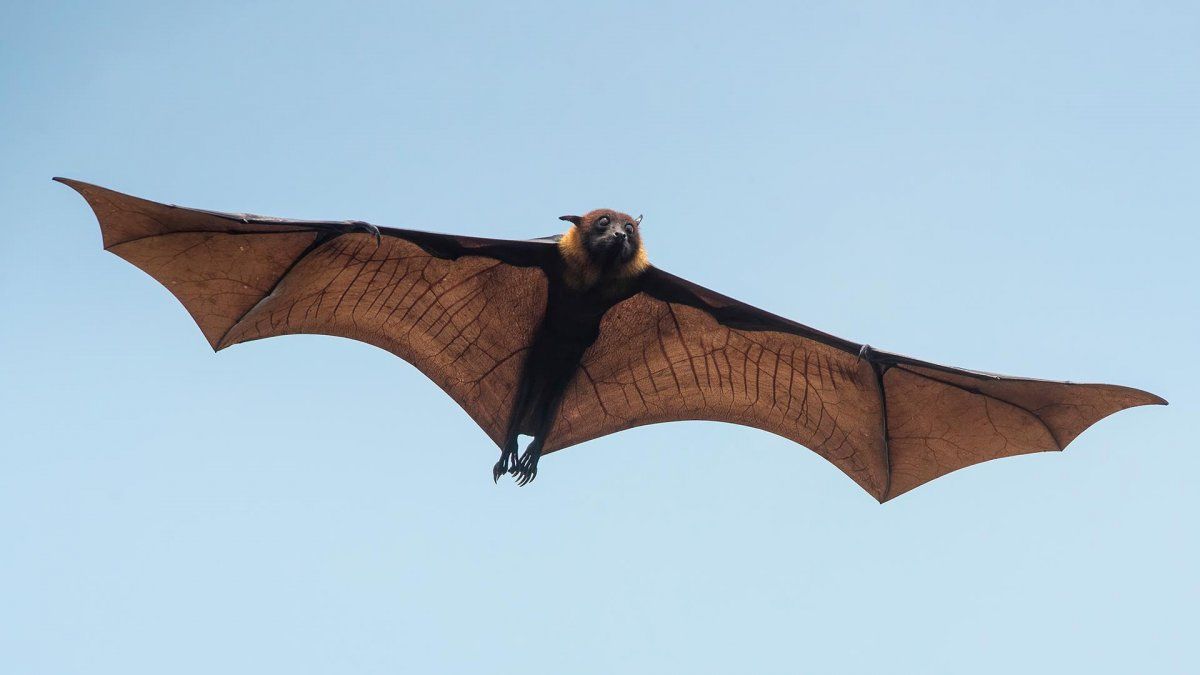 Pánico por invasión de murciélagos monstruo en un edificio de Chile