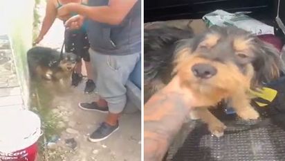 Quilmes: denunciaron a un adolescente de 15 años por abusar sexualmente de sus perros