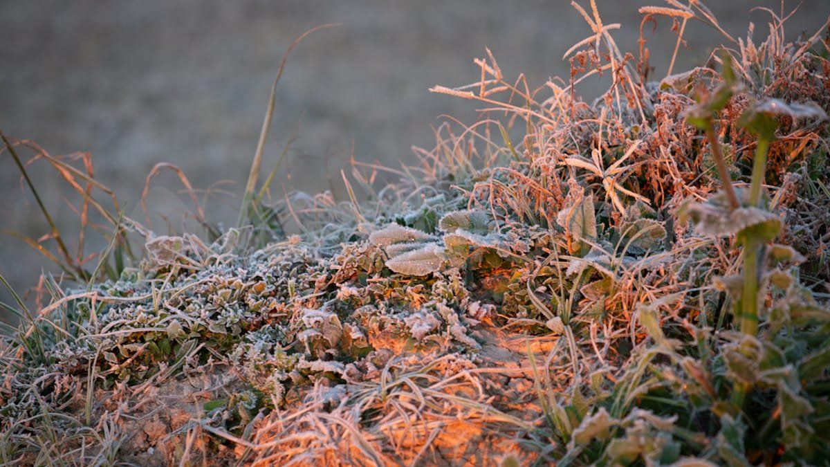 Las imágenes de la helada de este martes en Santa Fe. Se registraron las temperaturas más bajas en lo que va del año, con una sensación térmica bajo cero.
