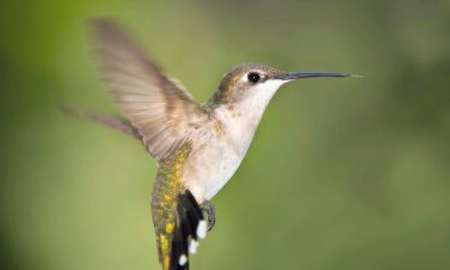 Cuántas veces por segundo aletea el colibrí Cuántas veces por segundo aletea el colibrí