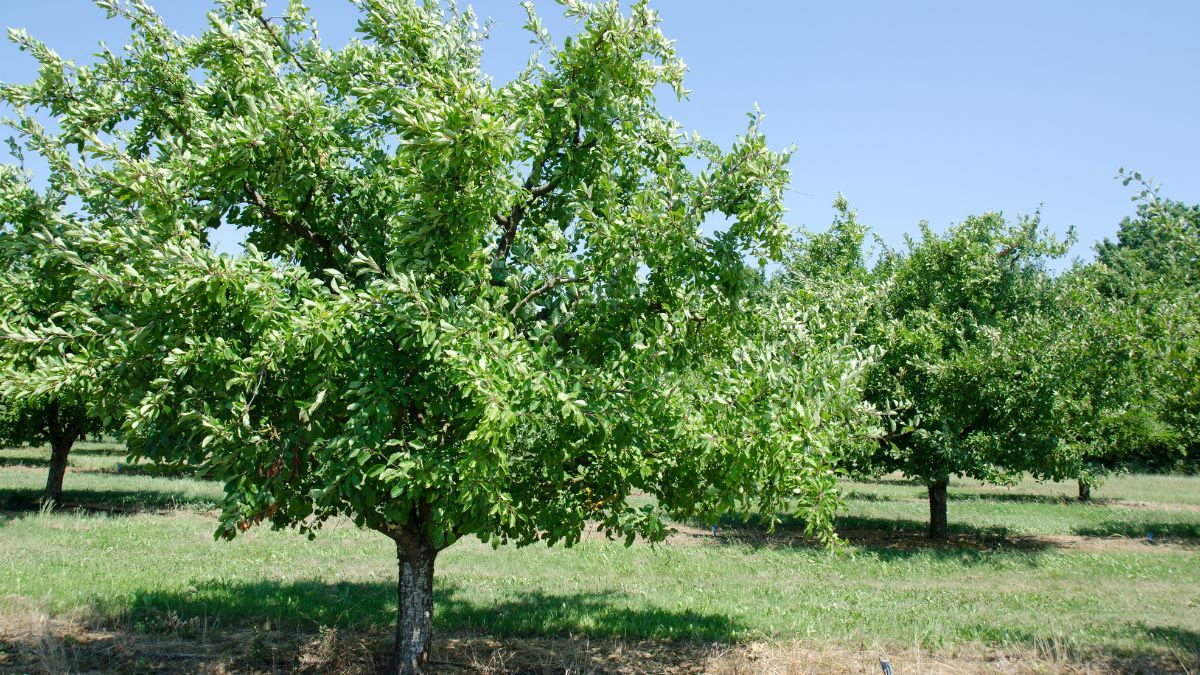 El árbol es perfecto para casas chicas y da fruta en verano.