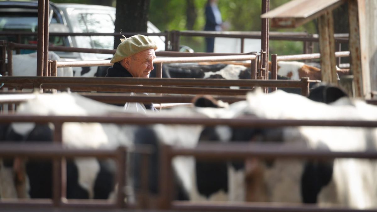 En TodoLáctea, se premiaron las mejores vacas lecheras de instituciones y tambos privados. En TodoLáctea, se premiaron las mejores vacas lecheras de instituciones y tambos privados.
