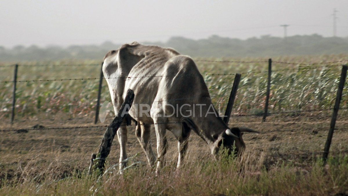 La falta de agua para animales empezó a producir mortandad del ganado de subsistencia y también en unidades productivas de escalas mayores.