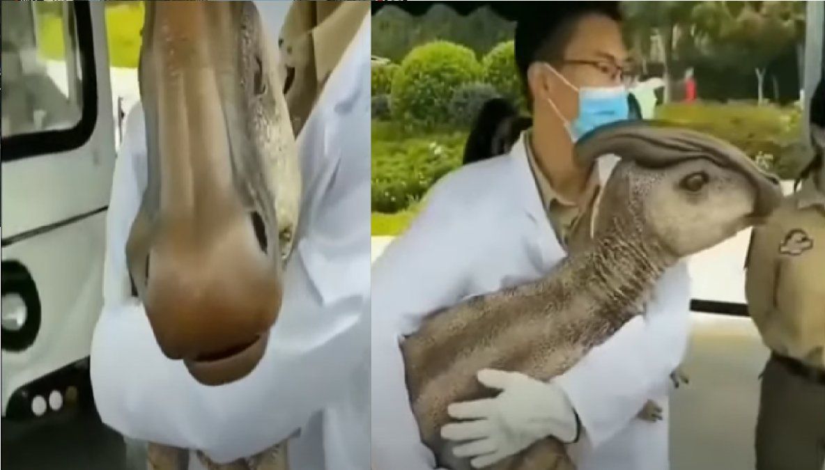 Desconcierto en las redes ante el rumor de que China habría creado el primer dinosaurio clonado