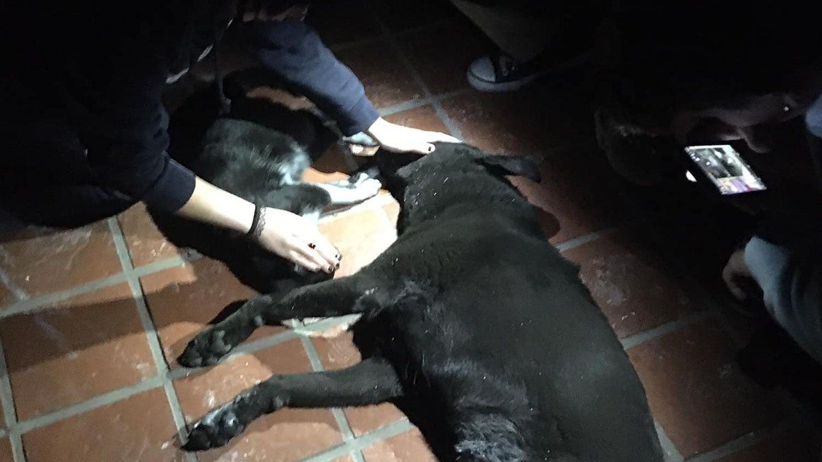 Las mascotas que vivían en la casa atacada murieron producto de los golpes y el humo del incendio provocado por familiares de alumnos de la escuela Ceferino Namuncurá.&nbsp;