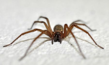 Ocurrió en Bahía Blanca: una nena de tres años quedó al borde de la muerte por la picadura de una araña de rincón
