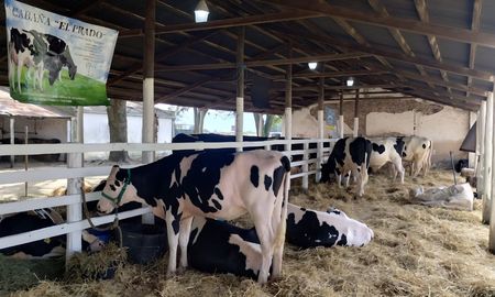 ranking lechero en las colonias: los establecimientos con la mejor genetica holando ranking lechero en las colonias: los establecimientos con la mejor genetica holando