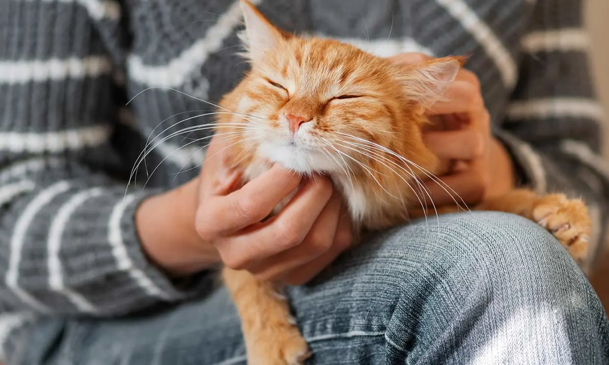 Los perros y gatos disfrutan mucho de las caricias de sus dueños. Los perros y gatos disfrutan mucho de las caricias de sus dueños.
