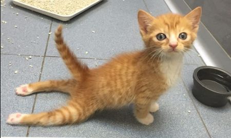 Un gatito parapléjico que no podía ponerse de pie, ahora trepa y juega