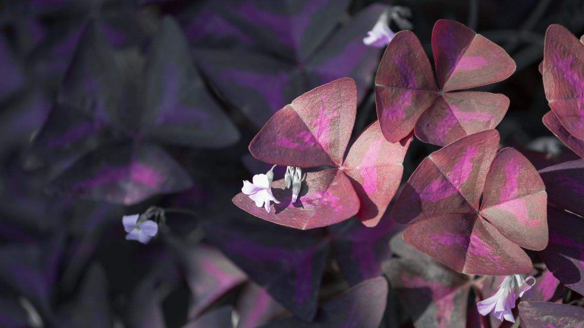 Sus flores delicadas se elevan sobre las hojas moradas y recuerdan a peque&ntilde;as mariposas.