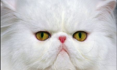 Gato se vuelve viral al hacer abdominales en un auto