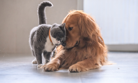 España instala el DNI obligatorio para perros y gatos España instala el DNI obligatorio para perros y gatos